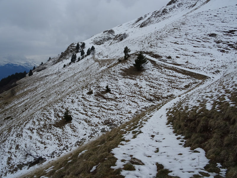 Ursus arctos.....le tracce e le orme